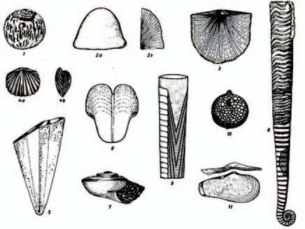 Mollusca (collaboration with Francesco Cavaliere)